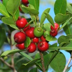 Psidium-cattleianum-1